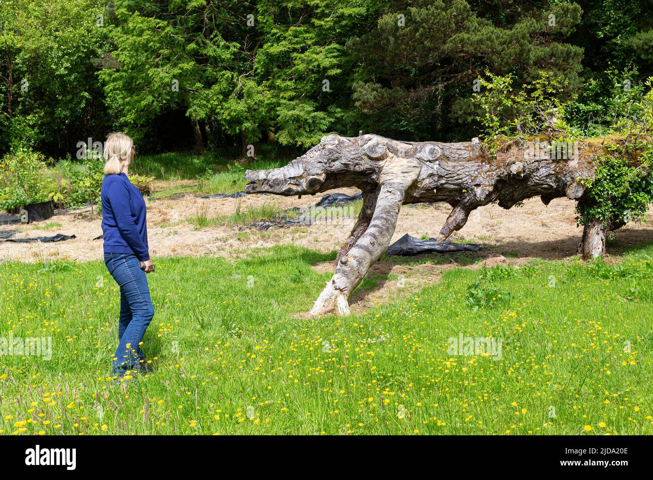 Dinosaur tree carvings at Kells Bay Gardens, County Kerry, Ireland Stock Photo