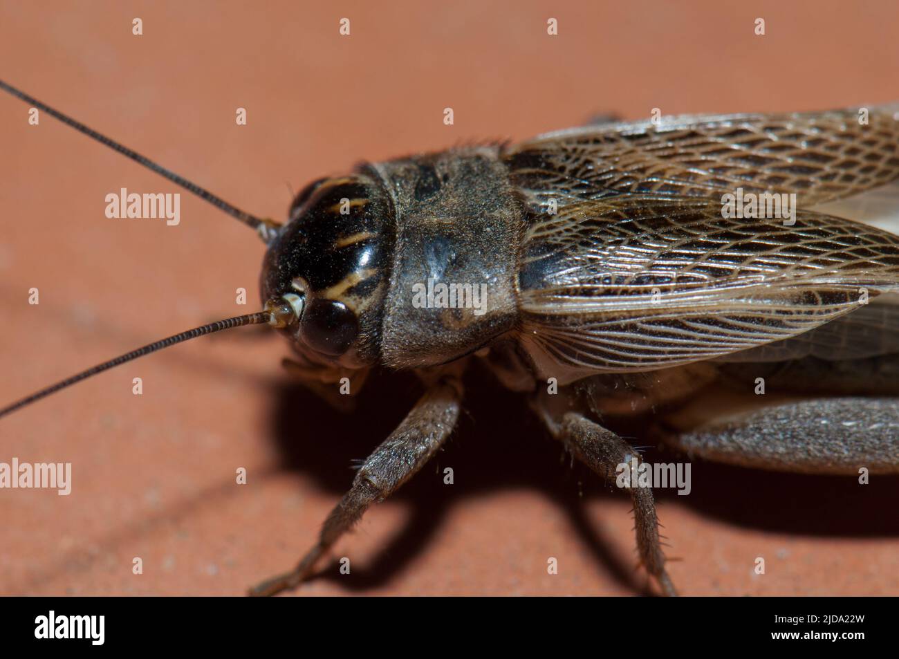 Close-up of a house cricket Acheta domesticus. Djoudj. Saint-Louis. Senegal. Stock Photo