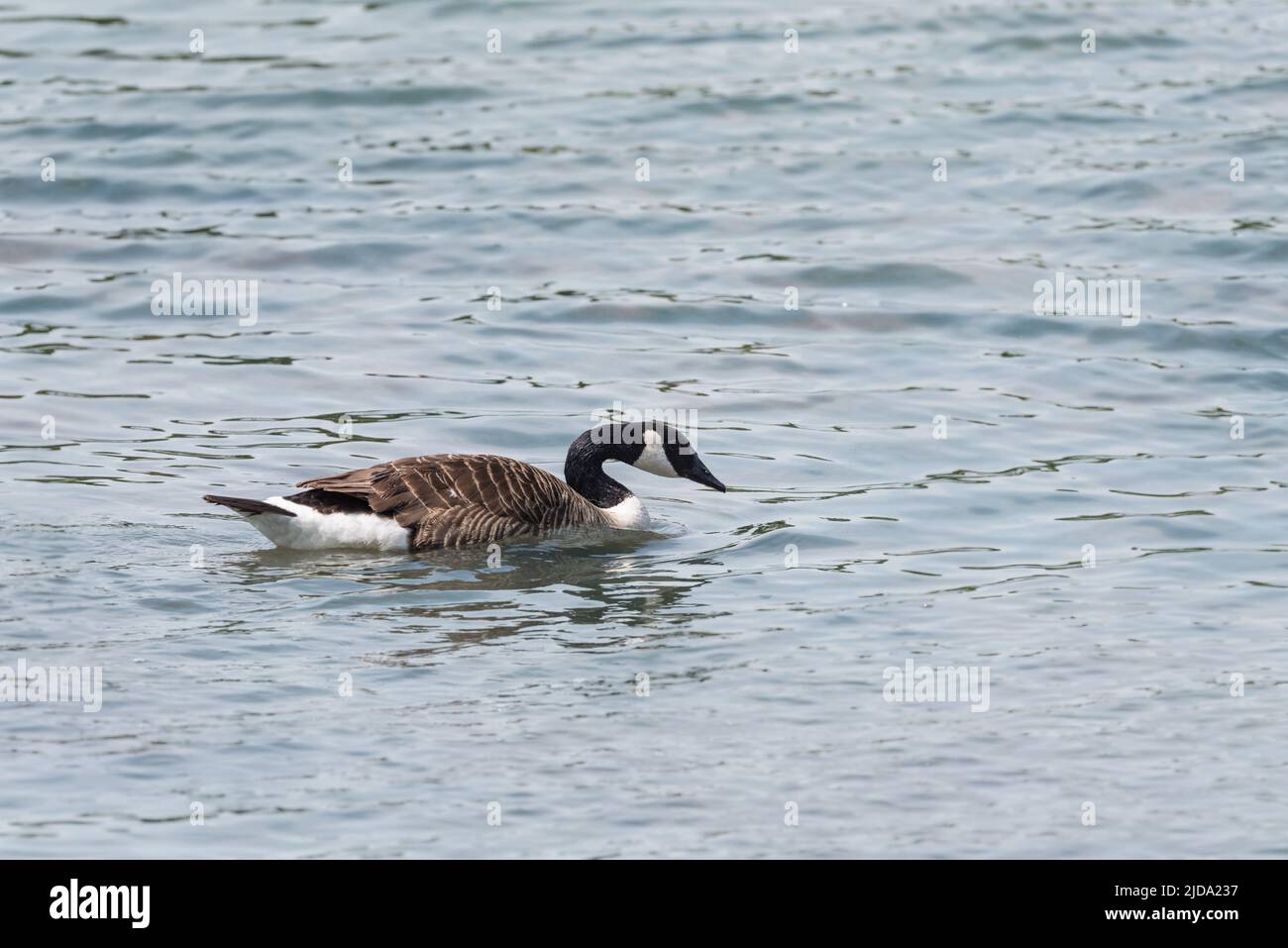 Swimming Canada Goose (Branta canadensis) Stock Photo