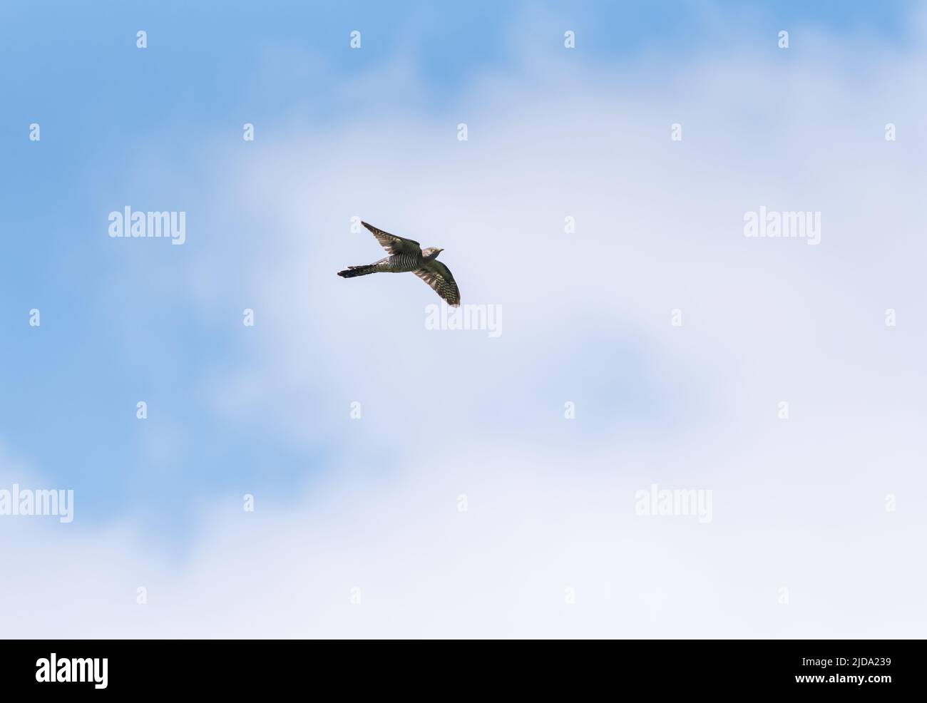 Flying Cuckoo (Cuculus canorus) Stock Photo