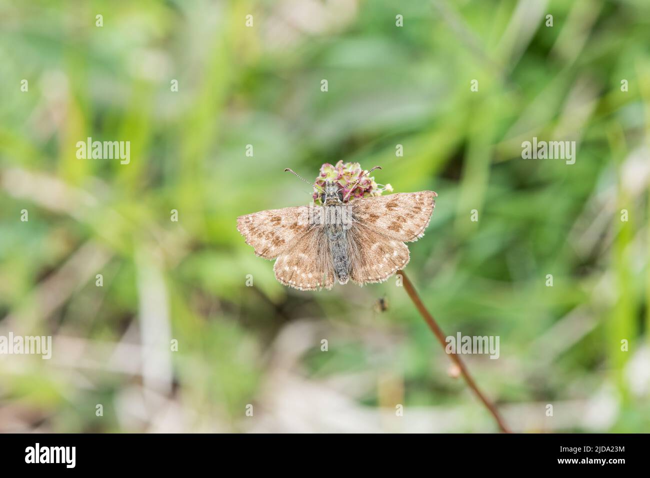 A worn/ old Dingy Skipper (Erynnis tages) feeding Stock Photo