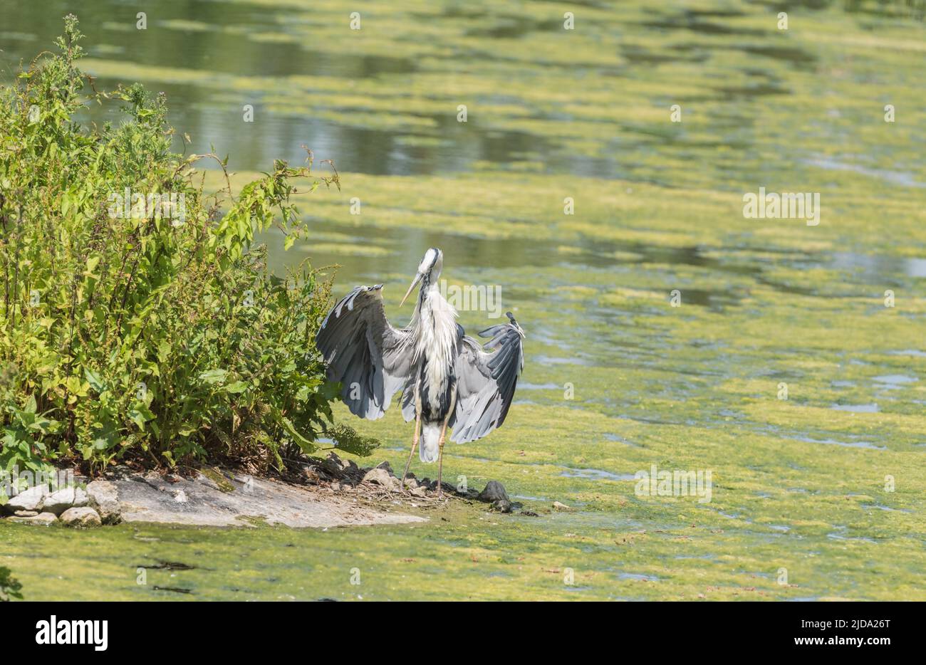 Grey Heron (Ardea cinera) on a hot day.  It was 'panting' a lot! Stock Photo