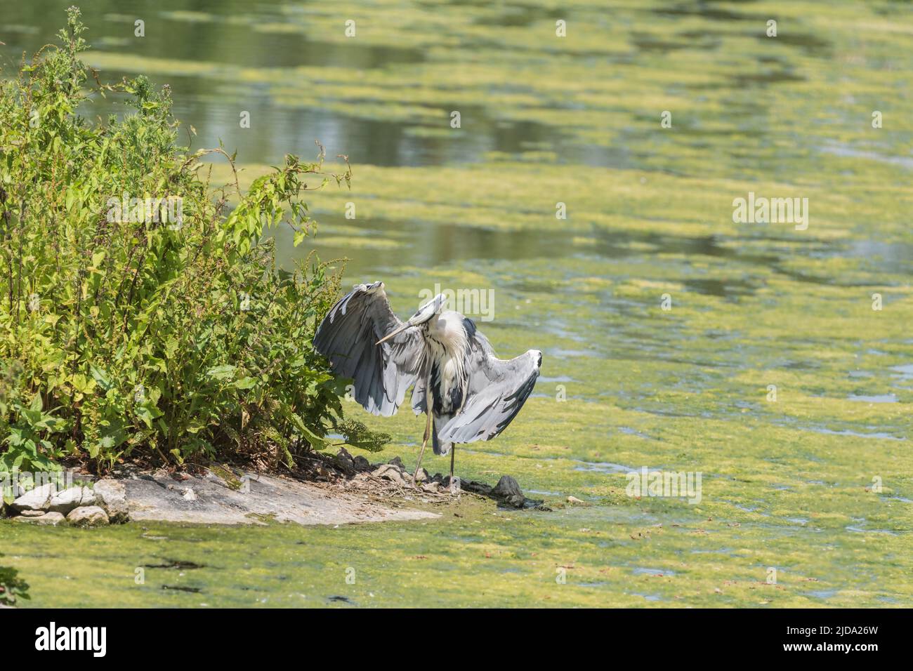Grey Heron (Ardea cinera) on a hot day.  It was 'panting' a lot! Stock Photo