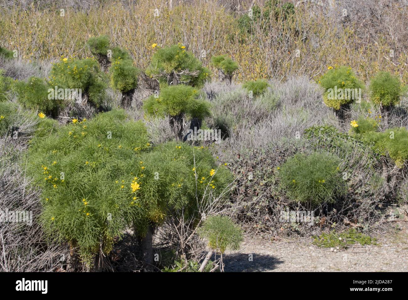 Midday Winter sun energizes a Coastal Sage Scrub habitat on foothills of the Santa Monica Mountains. Stock Photo