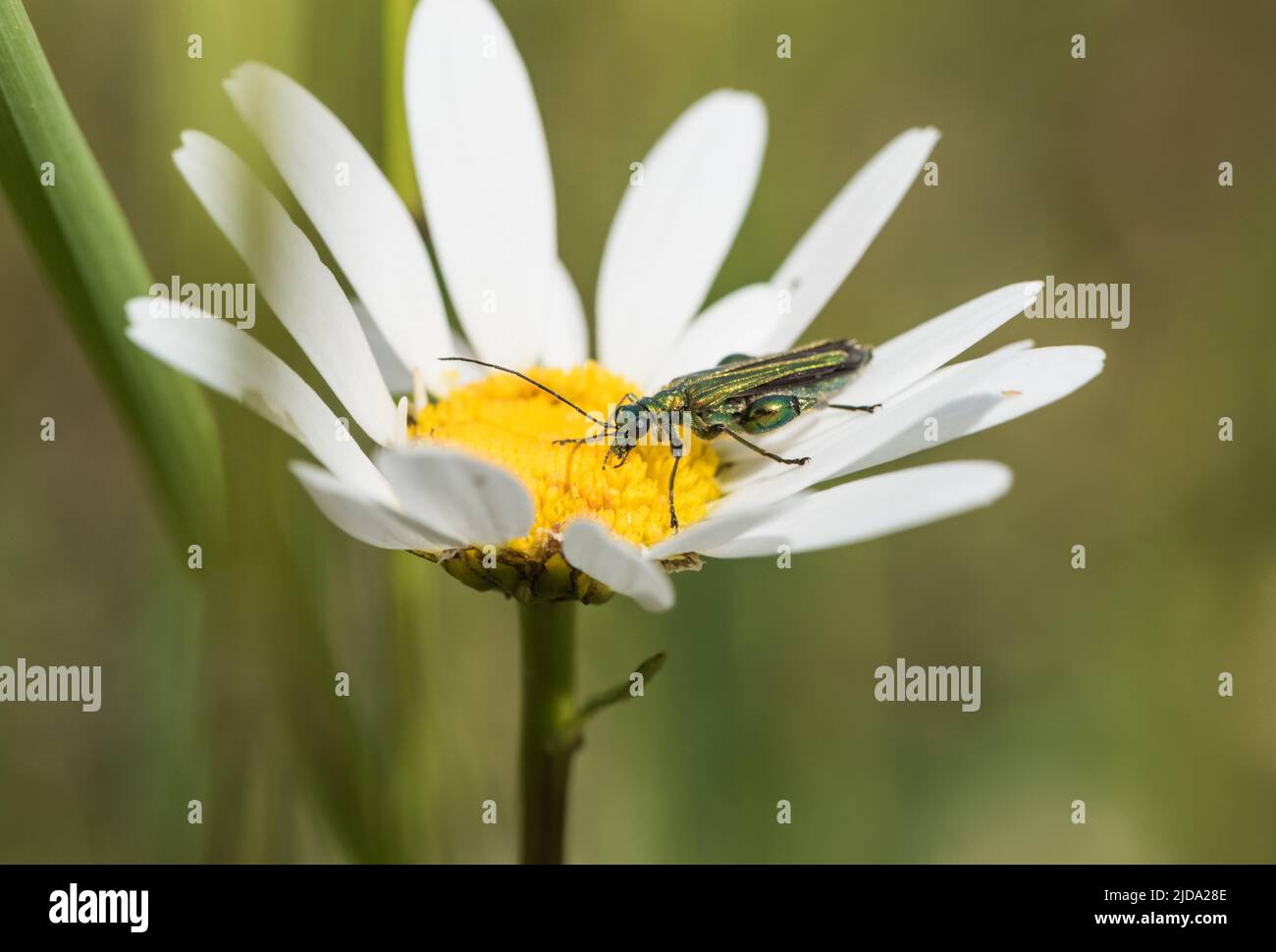 Male Thick-legged Flower Beetle (Oedemera nobilis) Stock Photo