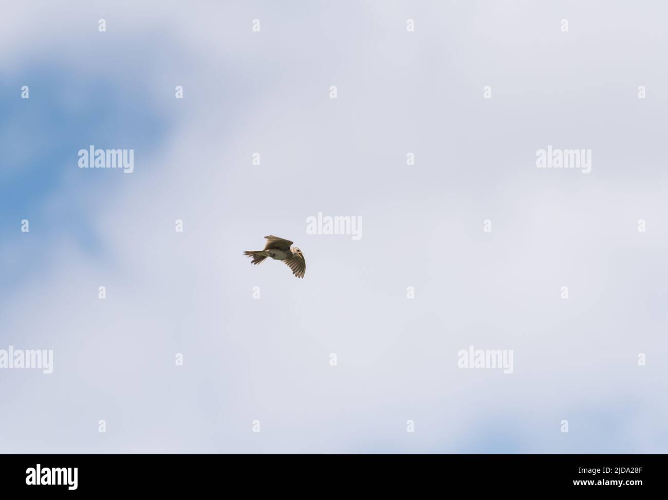 Singing Skylark (Alauda arvensis) Stock Photo