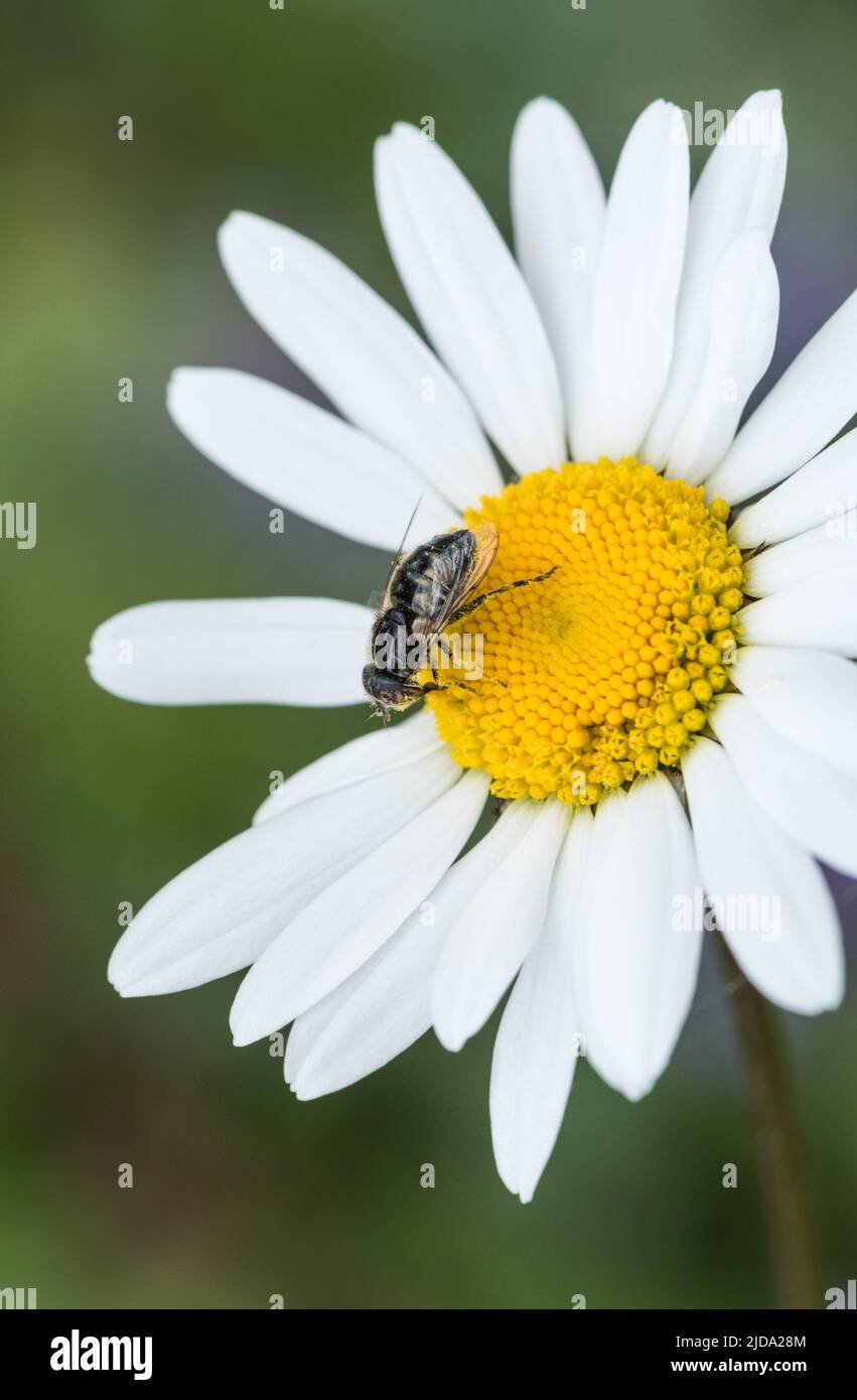 Foraging Spotty-eyed Hoverfly (Eristalinus sepulchralis) Stock Photo