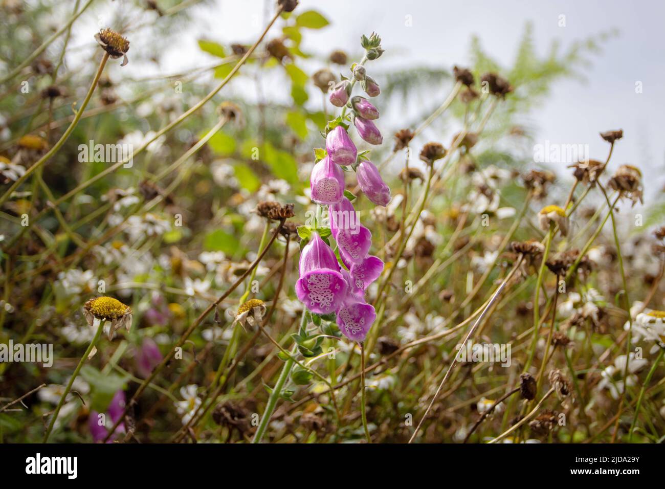 Foxglove or digitalis purpurea plant pink beautiful flower on the summer meadow Stock Photo