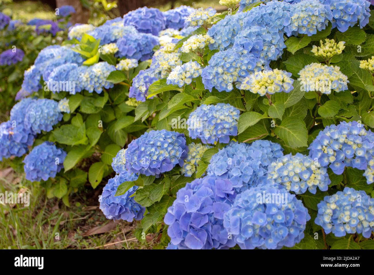 Blue hydrangea macrophylla flowers and yellow buds. Spectacular hortensia flowering plant. Stock Photo