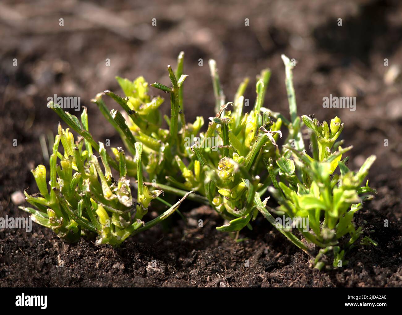 slug or snal damage to the garden dahlias,  plant has been eating buy garden pest dark backround for copy space Stock Photo