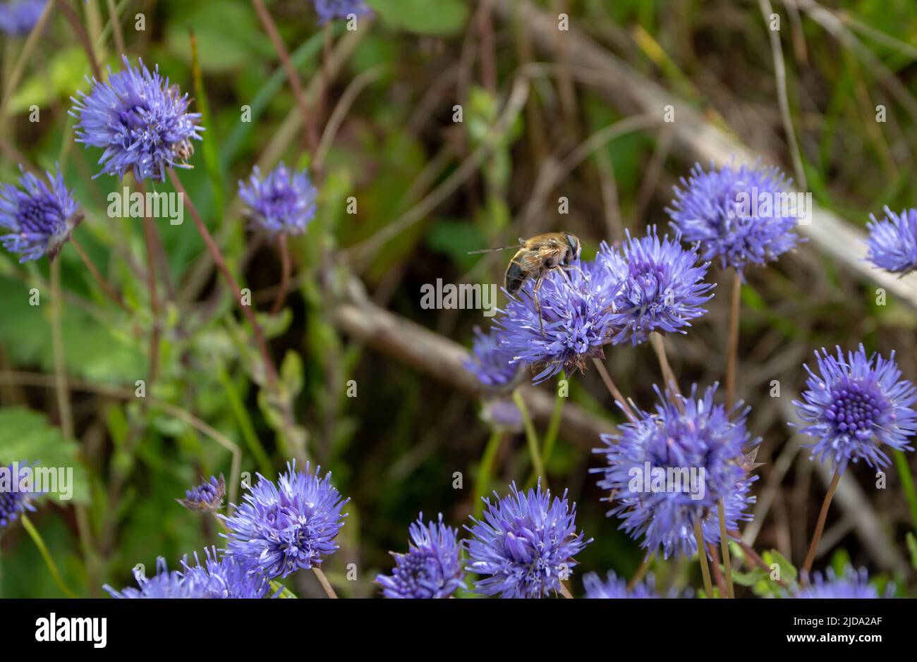 Jasione laevis or jasione perennis plant closeup. Blue flowers on the summer meadow near Luarca,Asturias,Spain. Stock Photo