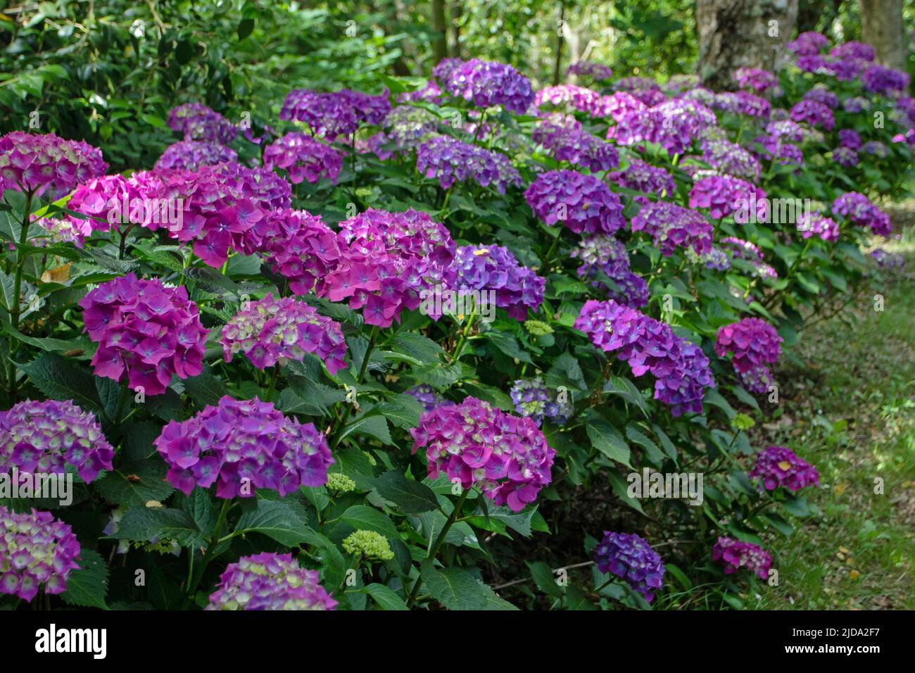 Dark purple hortensia flowering shrubs hedge in the shady garden. Hydrangea macrophylla flowering plants in Luarca,Asturias,Spain. Stock Photo