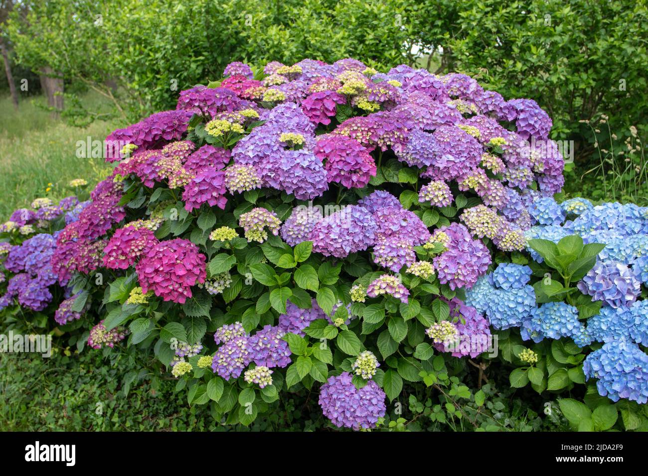 Purple and blue hortensia flowering plants on the lush foliage background. French hydrangea flowering plants in Luarca,Asturias,Spain. Stock Photo