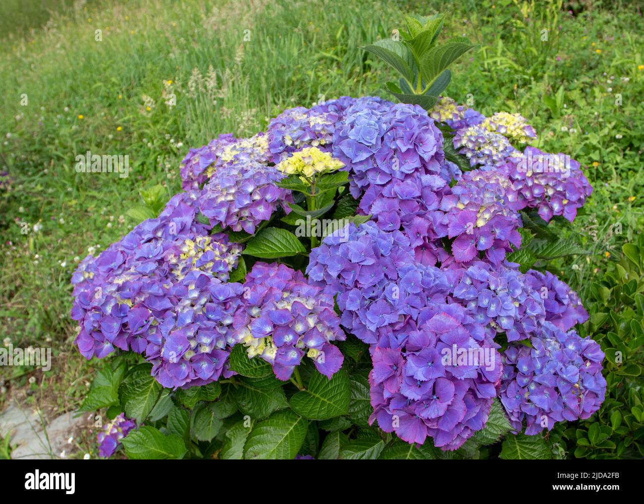 Purple hydrangea macrophylla shrub in the garden. Mophead hortensia flowers. Stock Photo