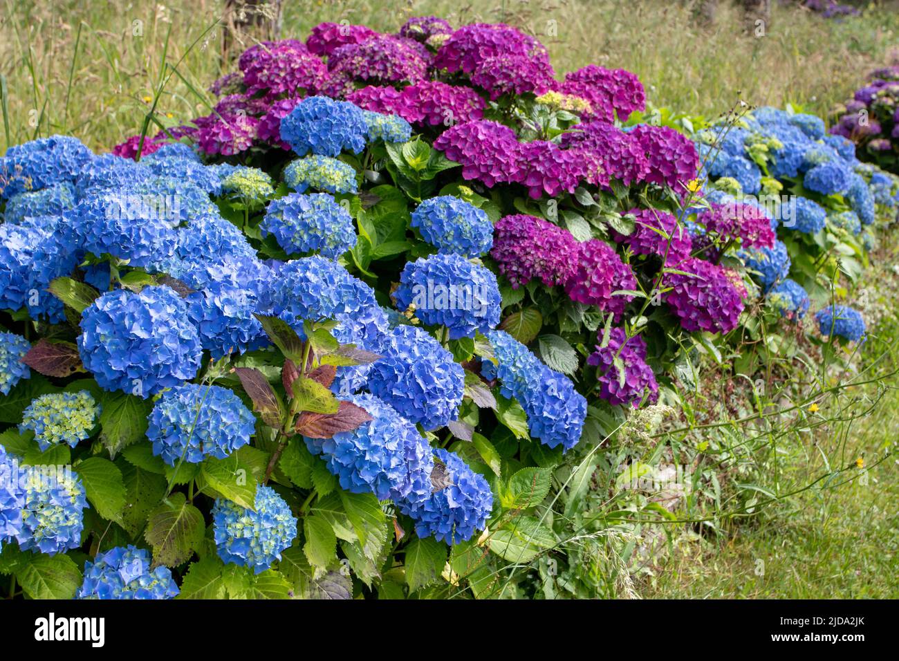 Hortensia hydrangea macrophylla hi-res stock photography and images - Alamy