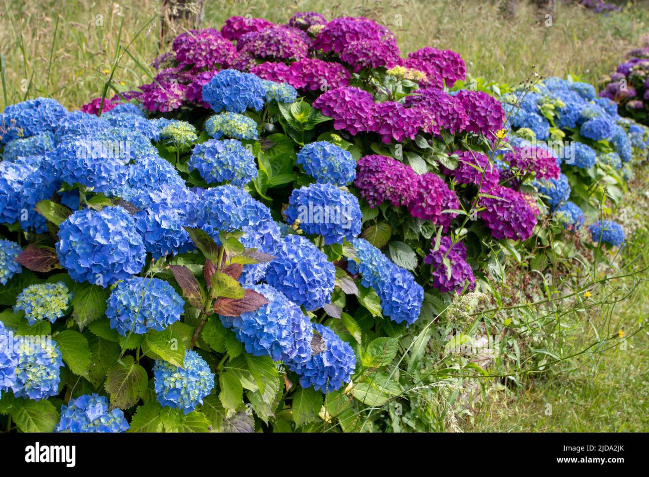 Blue and purple hortensia flowering shrubs hedge in the garden. Hydrangea macrophylla flowering plants in Luarca,Asturias,Spain. Stock Photo