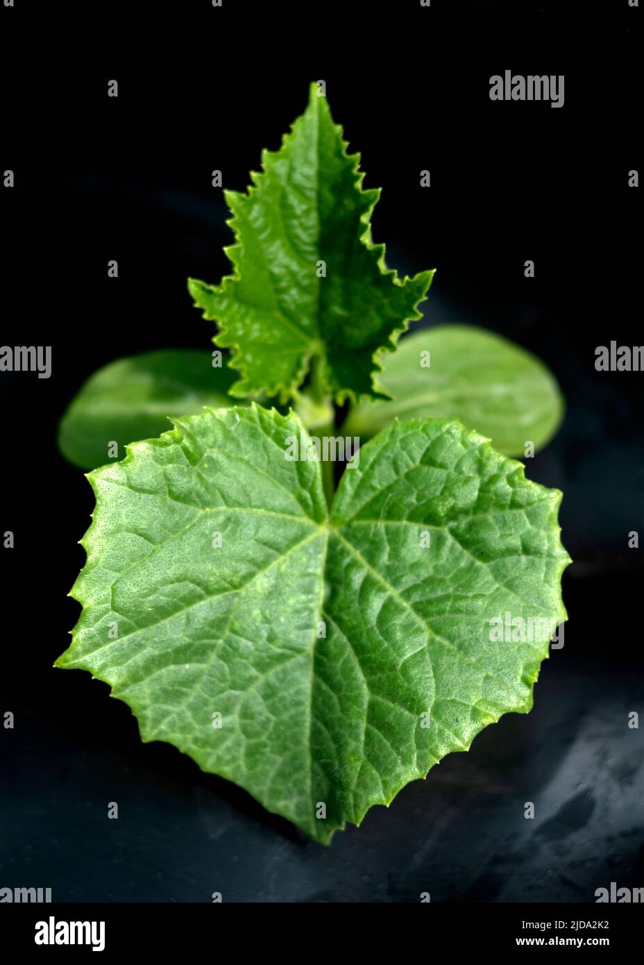 Single  young cucumber plant, plain background macro focus on main green leaf room for text over lay or copy space Stock Photo