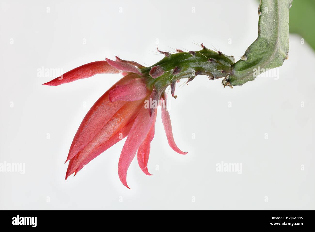 Result of focus stacking of bloom of Disocactus Ackermannii Stock Photo