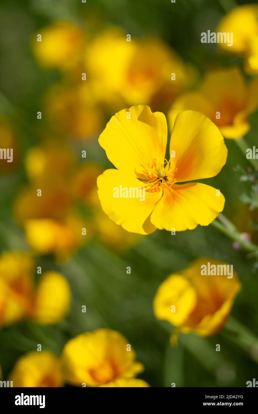 vertical image of a Californian poppy  papaveraceae a golden flower which can be grown in the wild or family gardens . blurred background single poppy Stock Photo