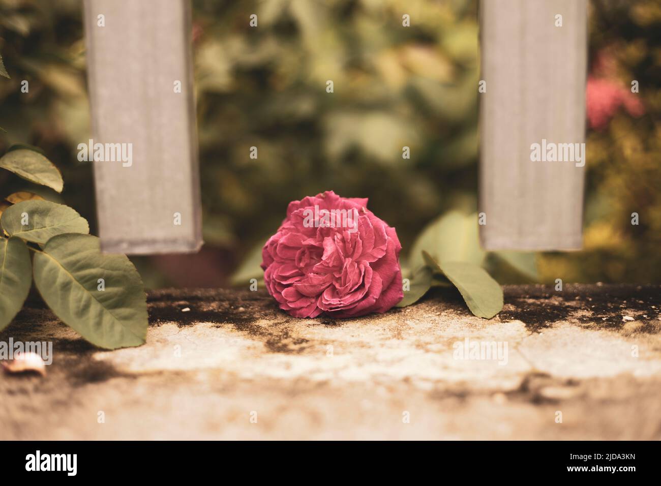 Beautiful roses shimmering in the morning sun Stock Photo Alamy