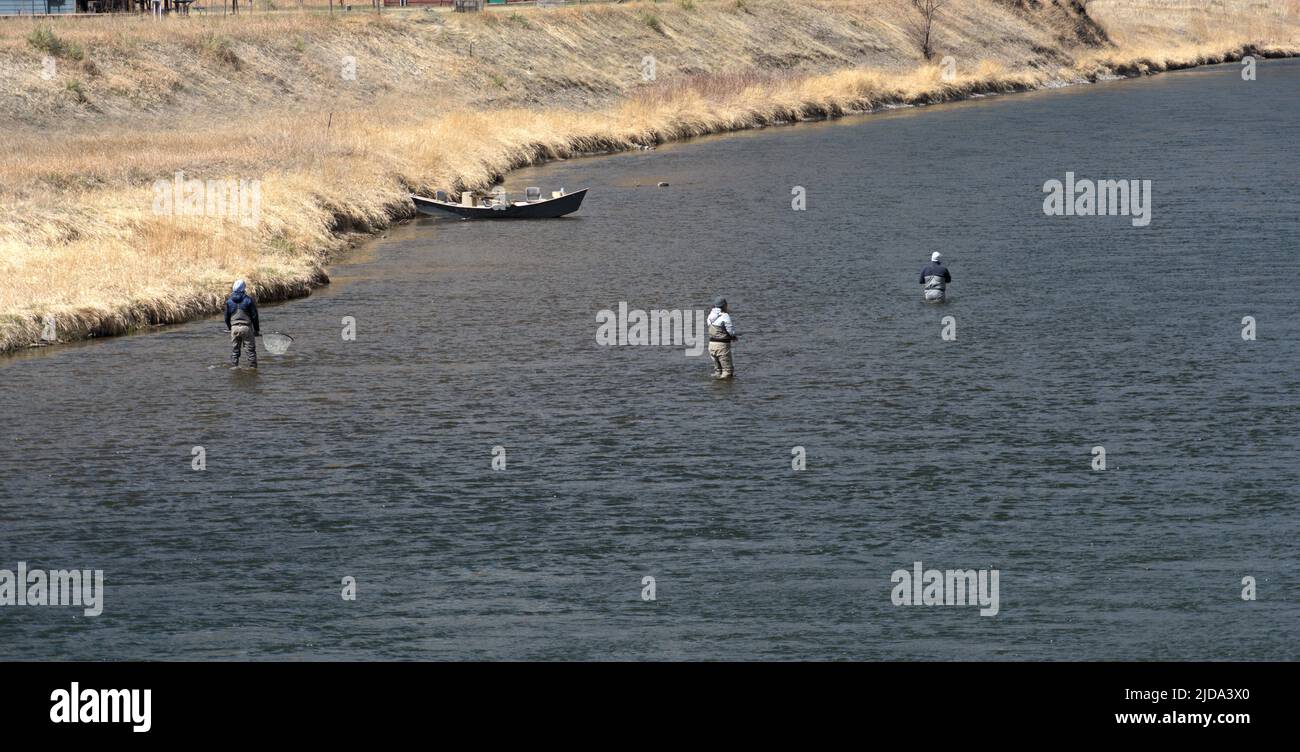 Three anglers wading in the Missouri River in Western Montana. Stock Photo