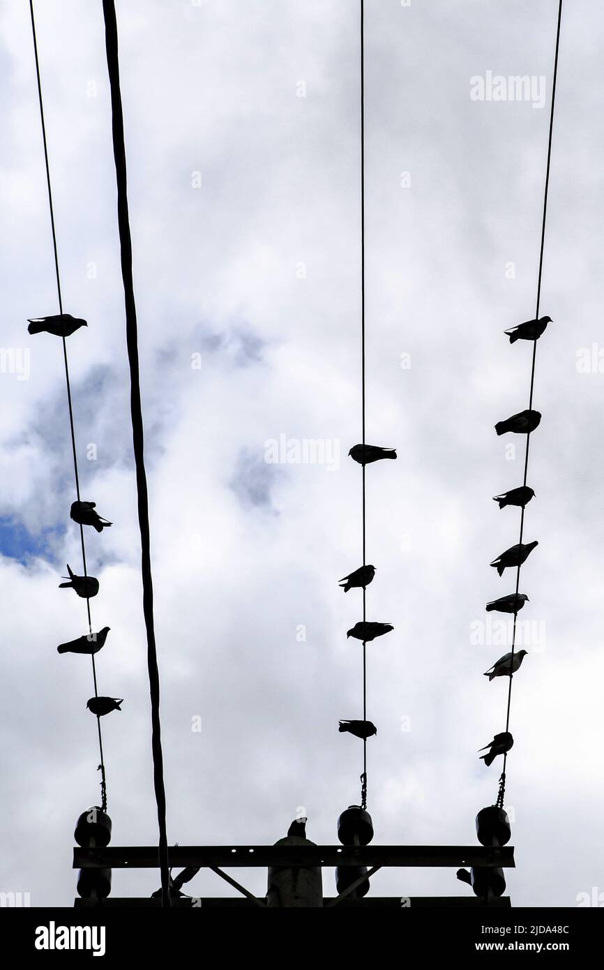 Pigeon power line hi-res stock photography and images - Alamy