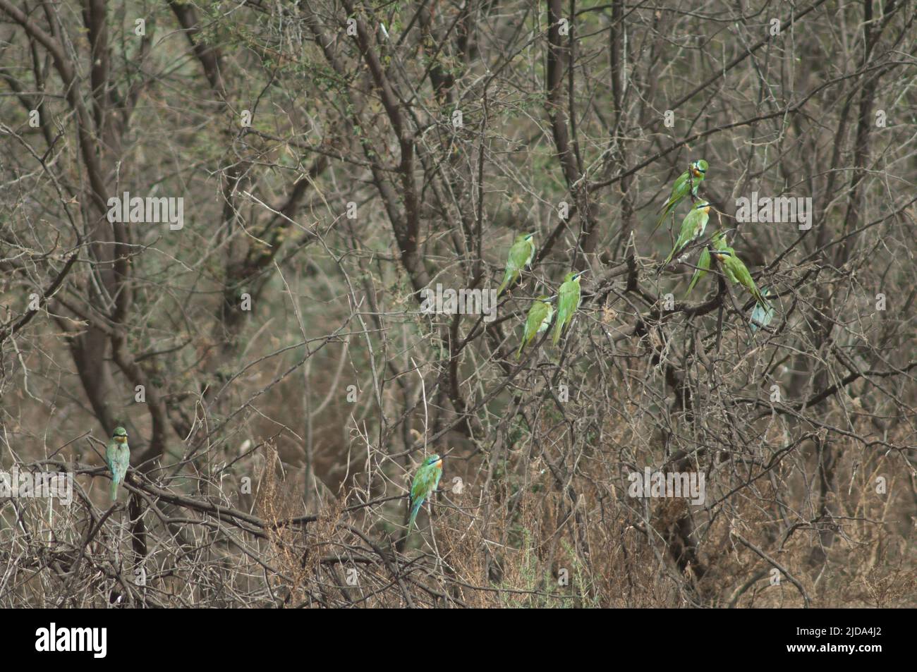 Blue-cheeked bee-eaters Merops persicus on a tree. Oiseaux du Djoudj National Park. Saint-Louis. Senegal. Stock Photo