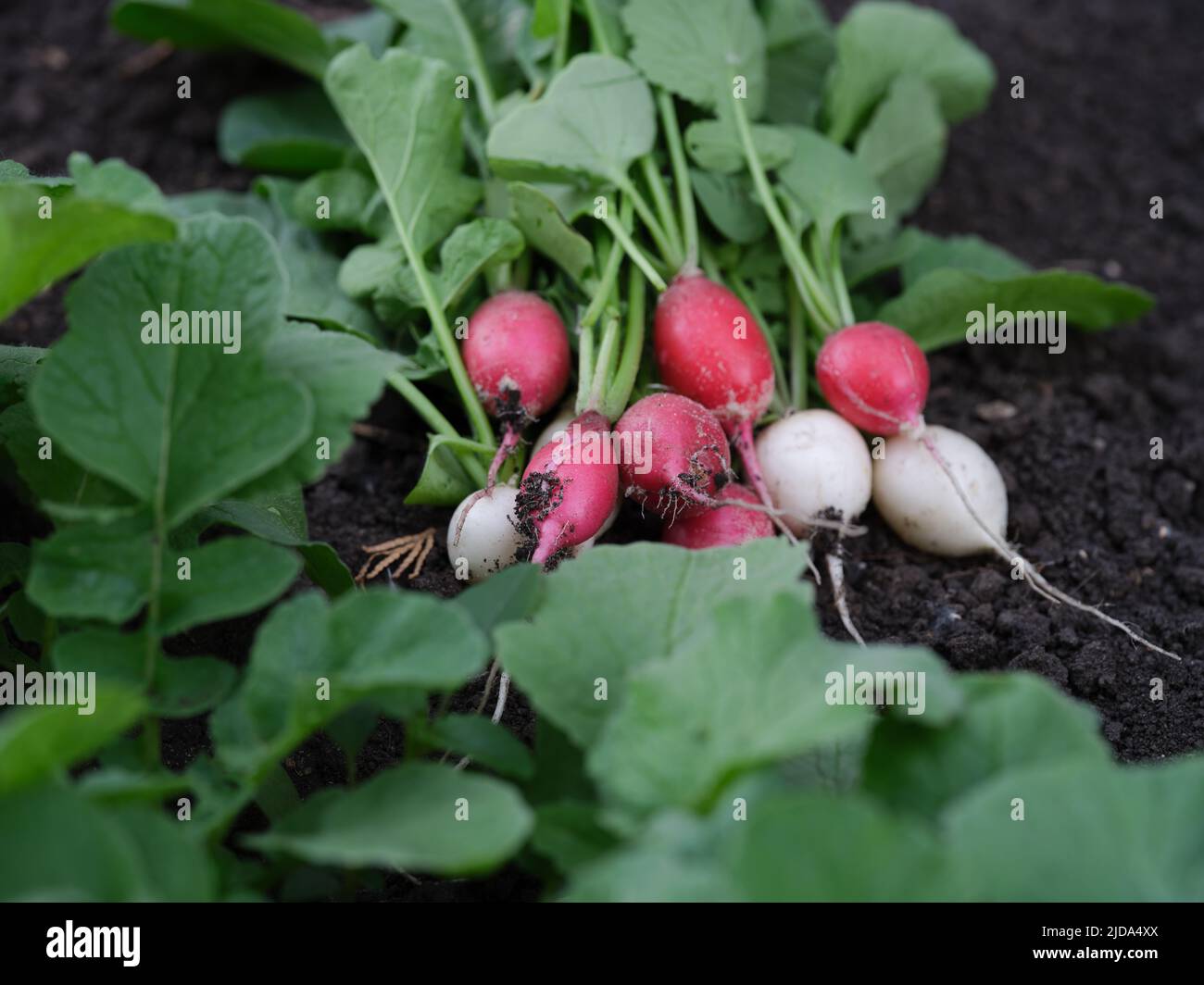 Freshly harvested radishes lying on soil. Close up. Stock Photo