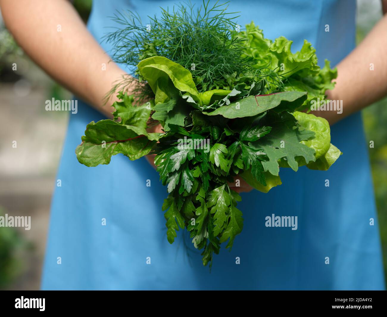 A woman holding freshly harvested herbs in her hands. Close up. Stock Photo