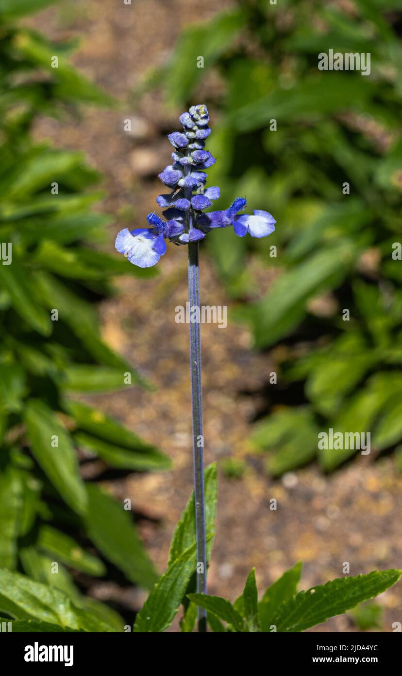 Salvia farinacea flower detail (Medical and aromatic plant) Stock Photo