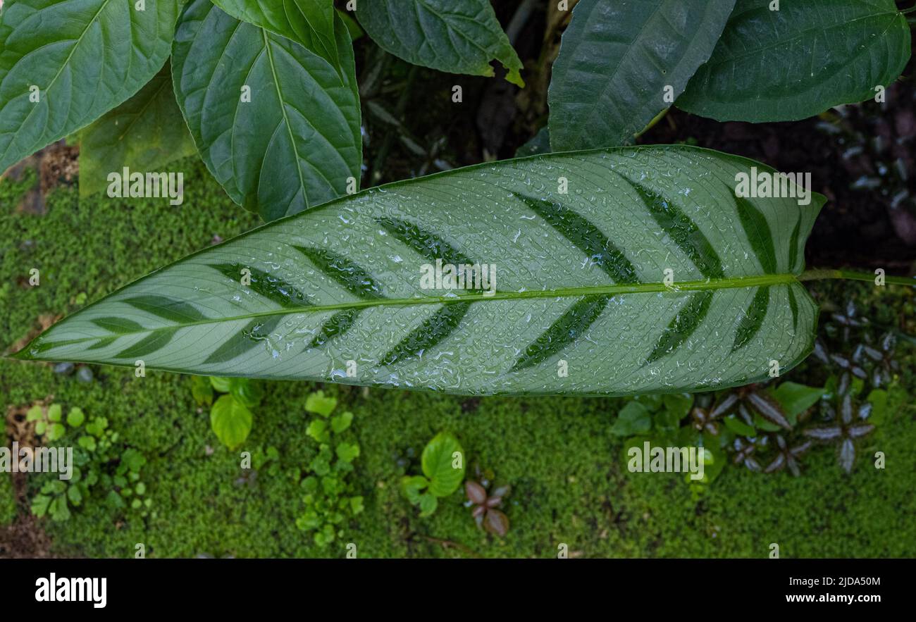 Calathea bachemiana, a Brazilian rhizomatous perennial usually grown as a foliage house plant. Stock Photo