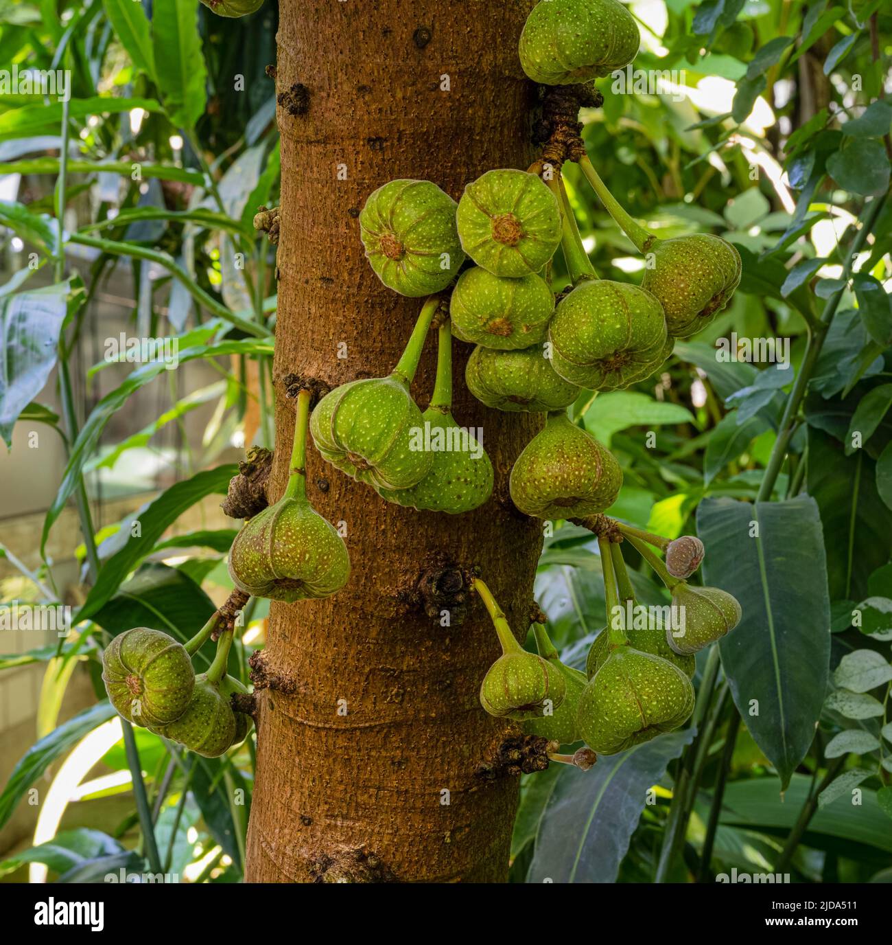 Ficus auriculata, Roxburgh Fig close_up of fruits on a tree. Stock Photo