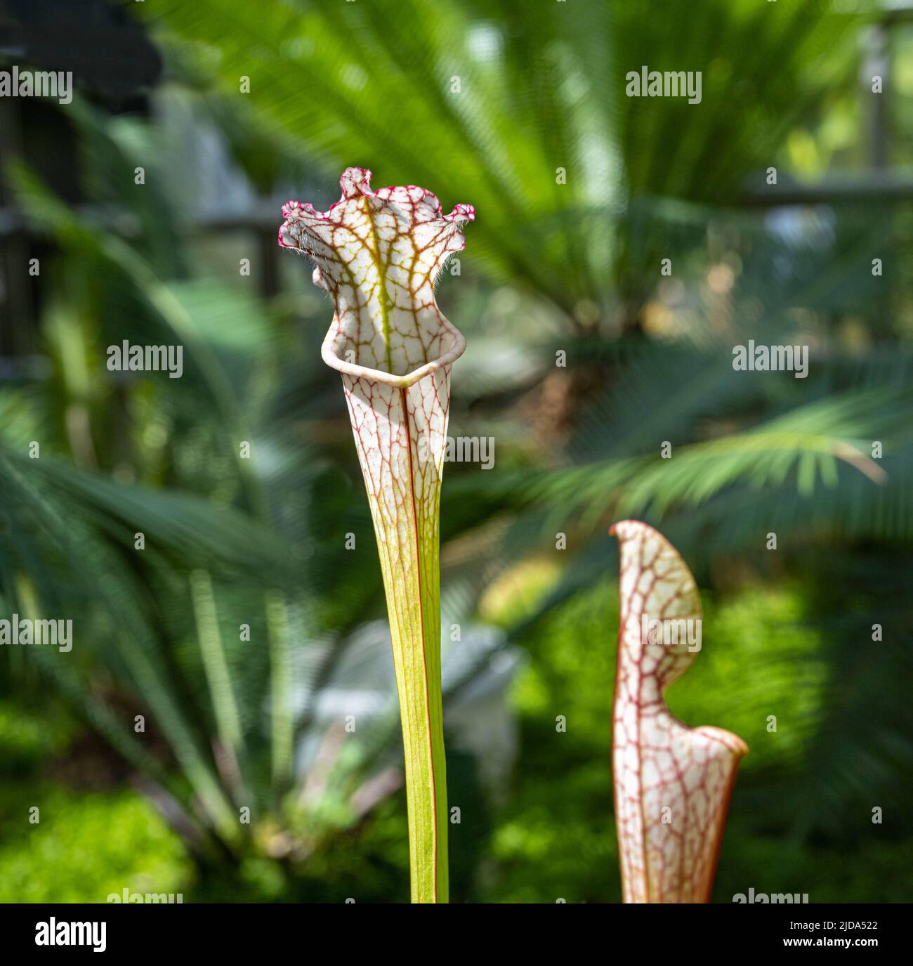 White Topped Pitcher Plant. Detail of a White Topped Pitcher Plant (Sarracenia leucophylla), a carnivorous plant from the Southeastern United States. Stock Photo