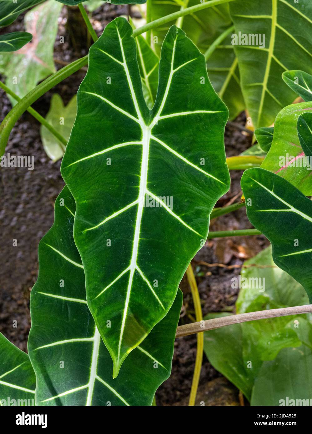 Alocasia micholitziana or green velvet taro (family Araceae). It is endemic to the island of Luzon in the Philippines Stock Photo