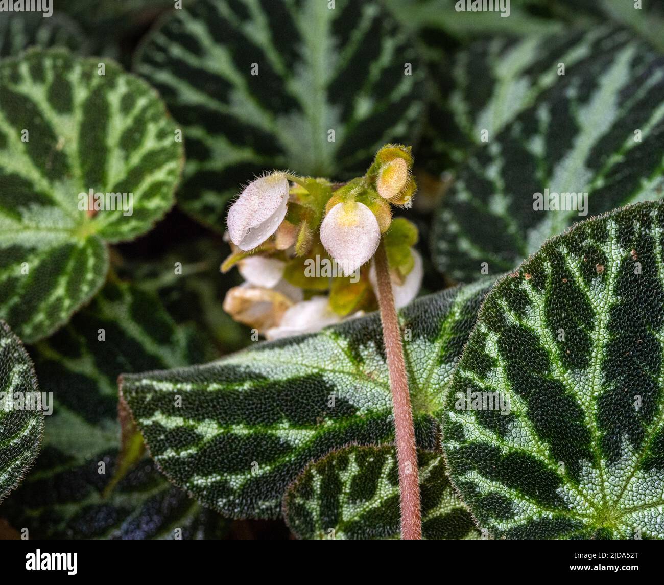 White flowers of a begonia pustulata against its distinctive textured leaves Stock Photo