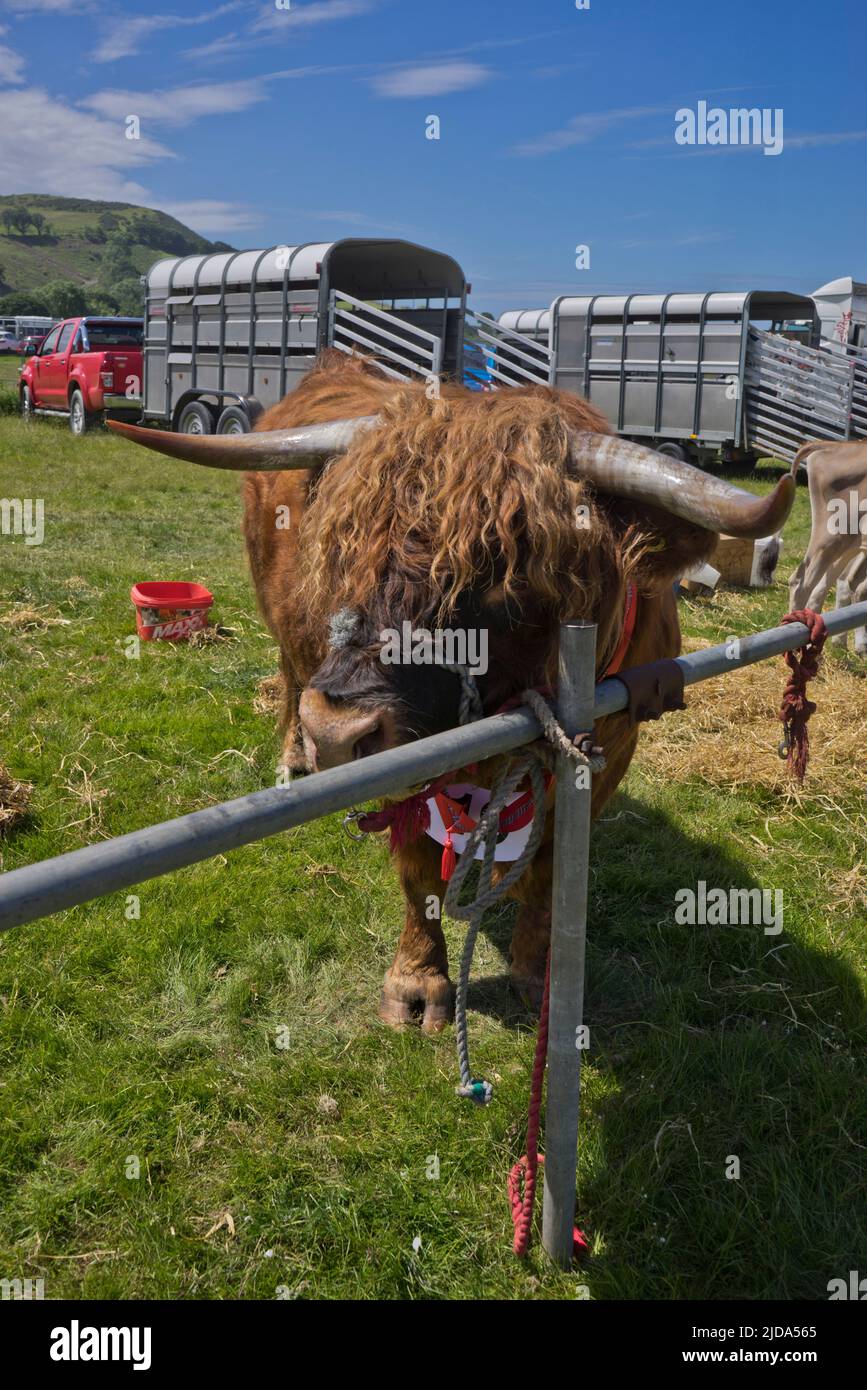 Farmers, visitors and judges at the Aberystwyth and Ceredigion County