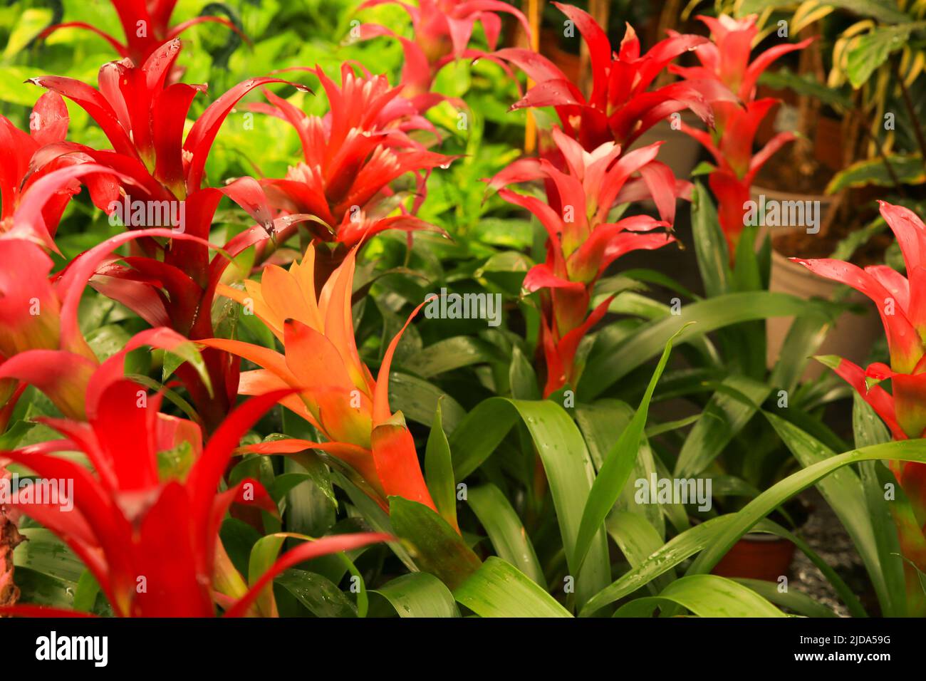 Colorful and beautiful Guzmania Monostachia Rusby plants in the garden Stock Photo
