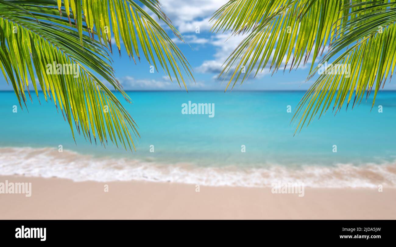 Palm branches in front of blurred sea. Tropical travel background. Stock Photo