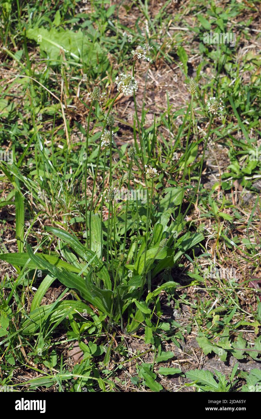 ribwort plantain, Spitzwegerich, Plantain lancéolé, Plantago lanceolata, lándzsás útifű, Budapest, Hungary, Magyarország, Europe Stock Photo