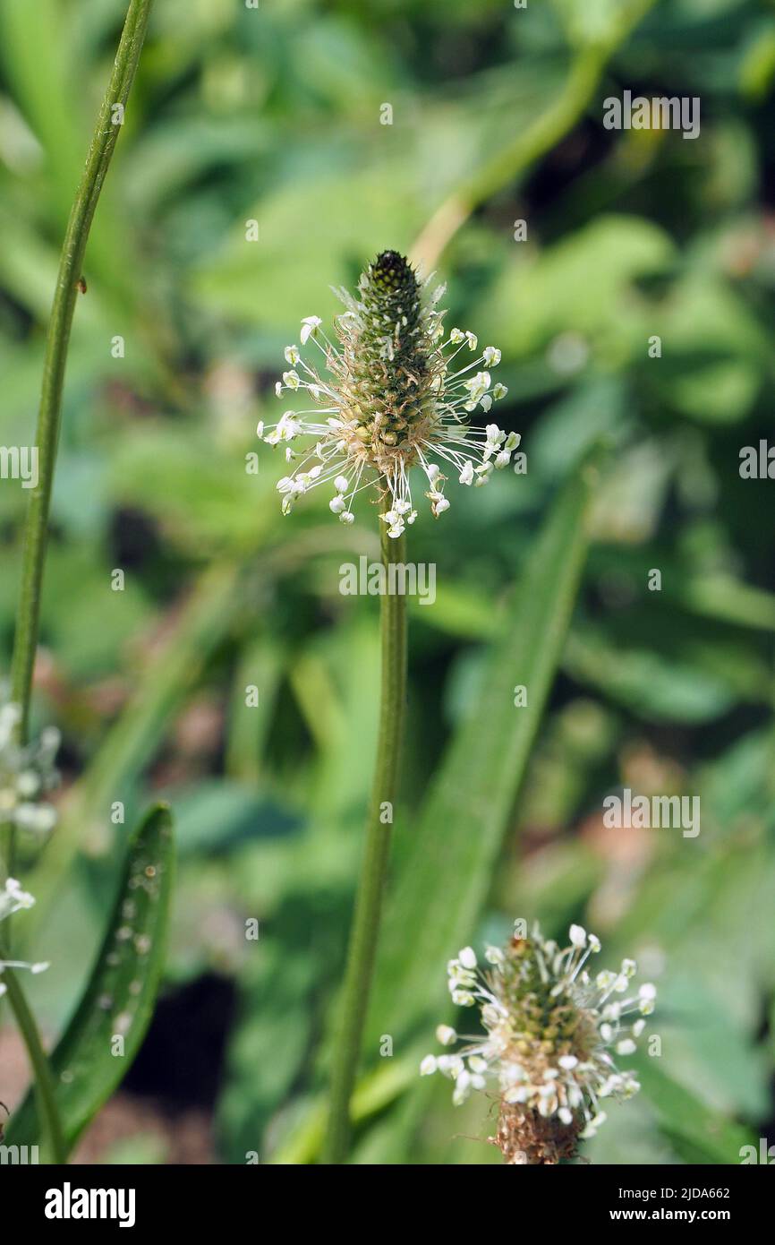 ribwort plantain, Spitzwegerich, Plantain lancéolé, Plantago lanceolata, lándzsás útifű, Budapest, Hungary, Magyarország, Europe Stock Photo