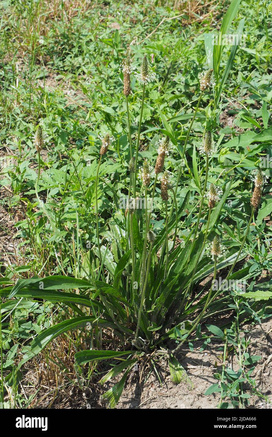 ribwort plantain, Spitzwegerich, Plantain lancéolé, Plantago lanceolata, lándzsás útifű, Budapest, Hungary, Magyarország, Europe Stock Photo