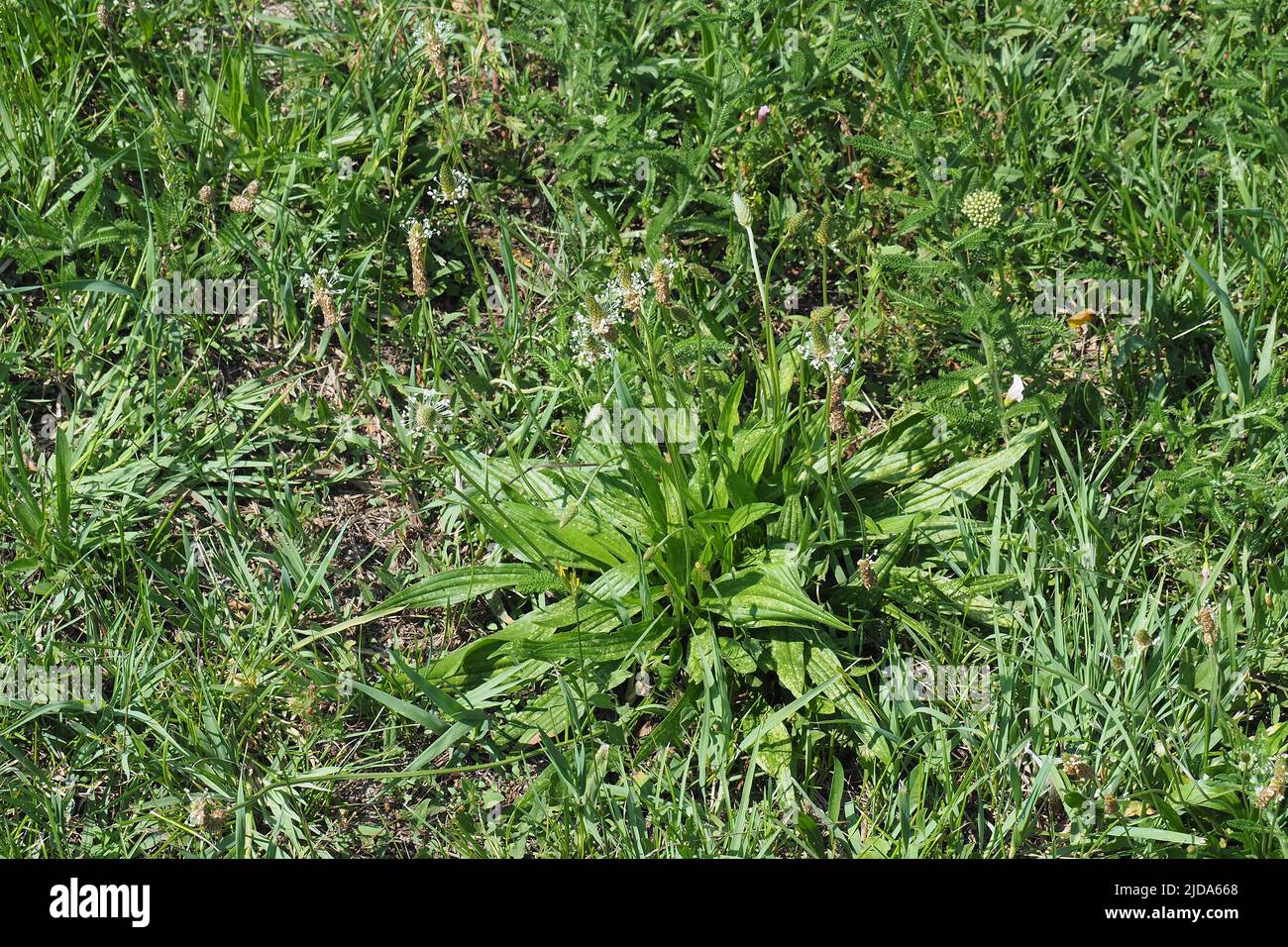 ribwort plantain, Spitzwegerich, Plantain lancéolé, Plantago lanceolata, lándzsás útifű, Budapest, Hungary, Magyarország, Europe Stock Photo