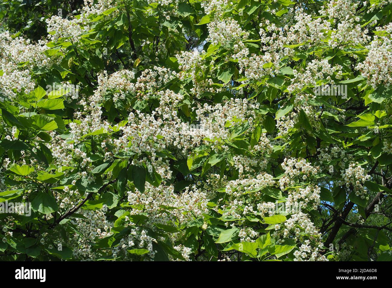 southern catalpa, cigartree, and Indian-bean-tree, Gewöhnlicher Trompetenbaum, Catalpa bignonioides, szívlevelű szivarfa, Budapest, Hungary, Europe Stock Photo