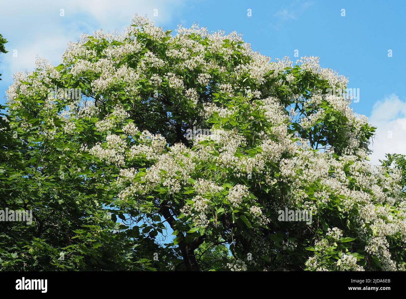 southern catalpa, cigartree, and Indian-bean-tree, Gewöhnlicher Trompetenbaum, Catalpa bignonioides, szívlevelű szivarfa, Budapest, Hungary, Europe Stock Photo