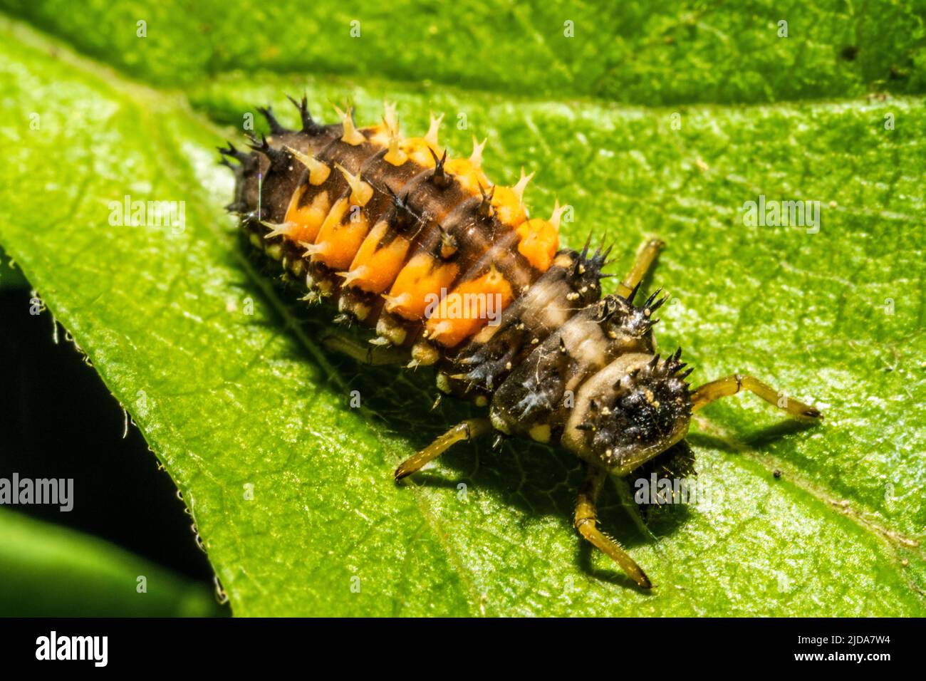 Close up of an asian ladybeetle, Harmonia axyridis walking on a green leaf Stock Photo