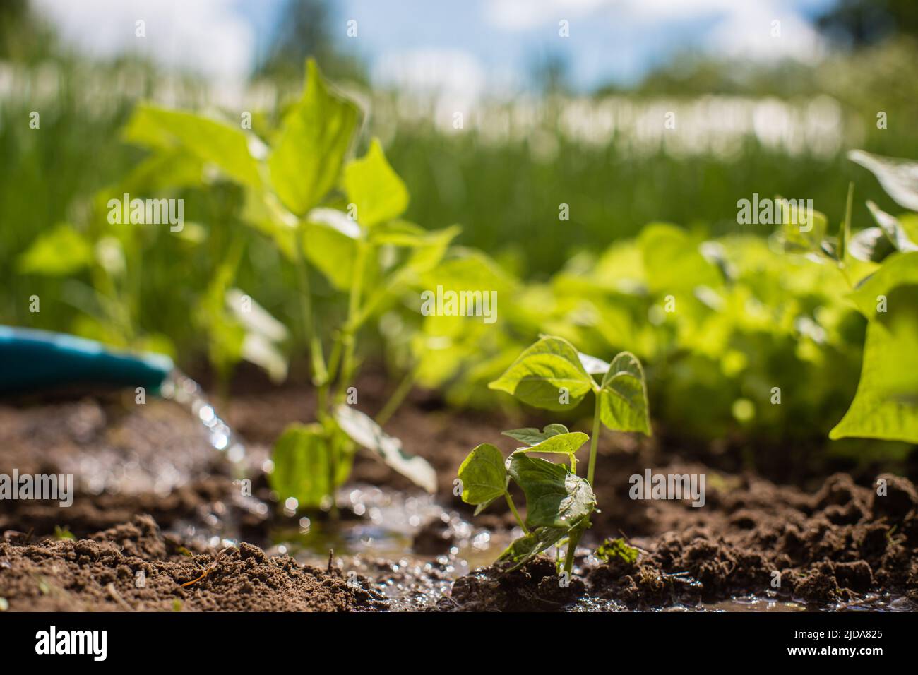 Watering vegetable plants on a plantation in the summer heat with a watering can. Gardening concept. Agriculture plants growing in bed row. Stock Photo
