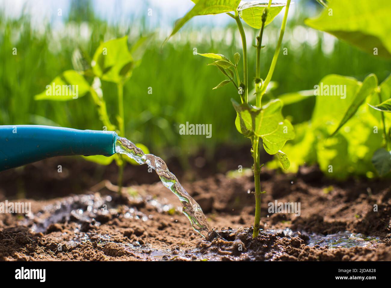 Watering vegetable plants on a plantation in the summer heat with a