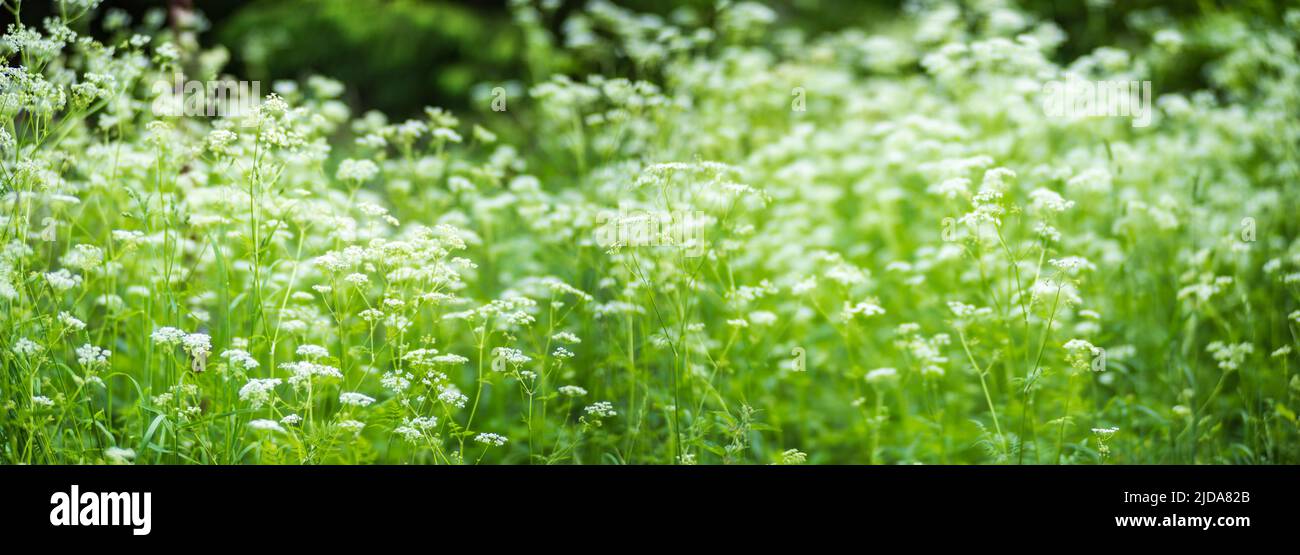 Meadow with lots of white flowers in sunny day. Beautiful natural countryside landscape with blurry background Stock Photo