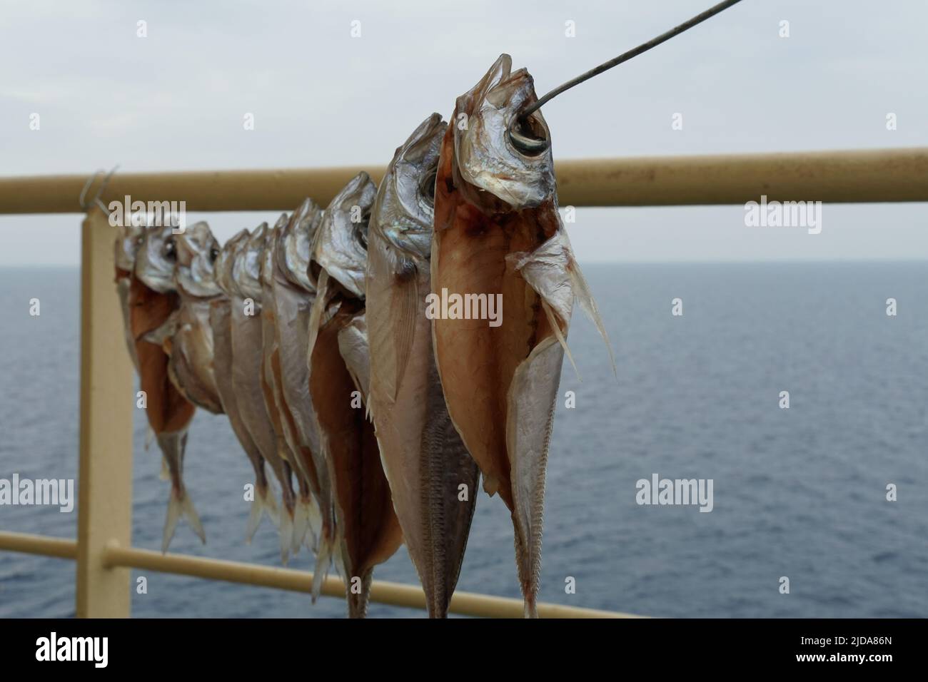 Close view on dry fishes without offal are hanging on the rope between cream railings on the merchant cargo ship. It is traditional Asian food style. Stock Photo
