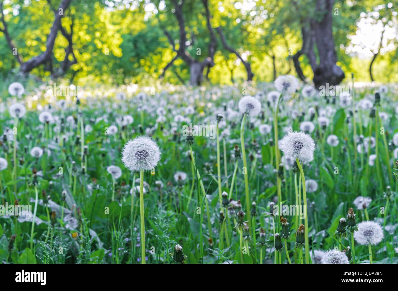 Glade with white and fluffy dandelions. Dandelion field. Stock Photo
